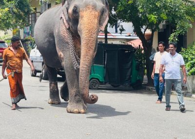 පිංබර වන්දනා 2026 (34)